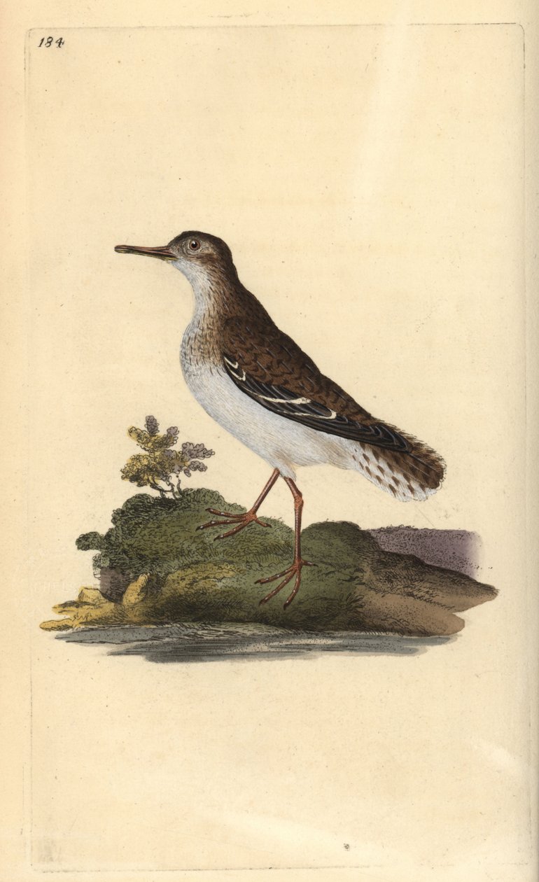 Brodzik plamisty, Actitis macularia. Ręcznie barwiony miedzioryt rysowany i grawerowany przez Edwarda Donovana z jego własnej „Historii naturalnej ptaków brytyjskich”, Londyn autorstwa Edward Donovan