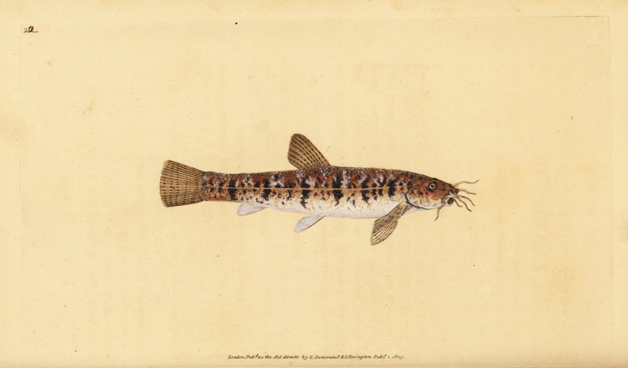Koza kamienna, Barbatula barbatula (Brodata Loche, Cobitis barbatula). Ręcznie barwiony miedzioryt narysowany i rytowany przez Edwarda Donovana z jego Natural History of British Fishes, Donovan and F.C. i J. Rivington, Londyn autorstwa Edward Donovan