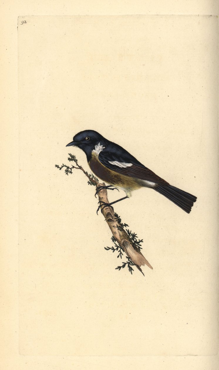 Stonechat, Saxicola rubicola. Ręcznie barwiony miedzioryt rysowany i grawerowany przez Edwarda Donovana z jego własnej „Historii naturalnej ptaków brytyjskich”, Londyn autorstwa Edward Donovan