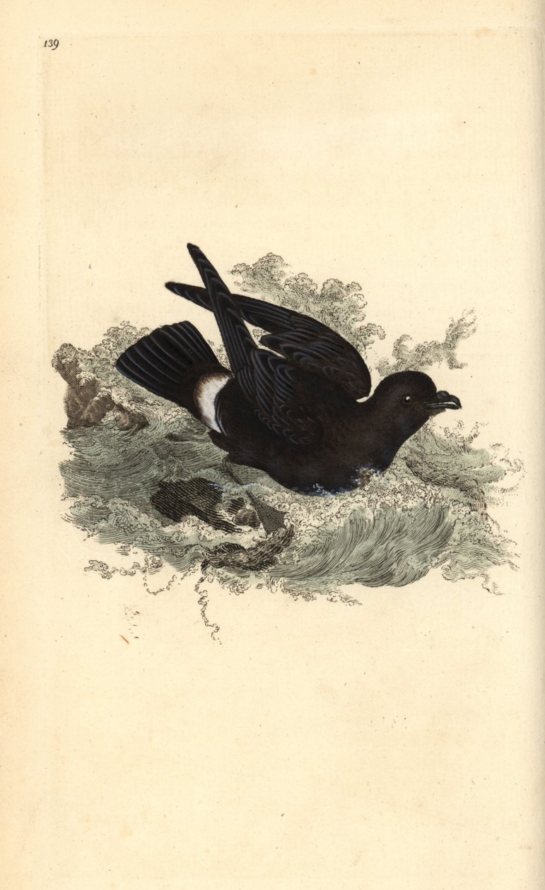 Burzyk burzowy, Hydrobates pelagicus. Ręcznie barwiony miedzioryt rysowany i grawerowany przez Edwarda Donovana z jego własnej „Historii naturalnej ptaków brytyjskich”, Londyn autorstwa Edward Donovan