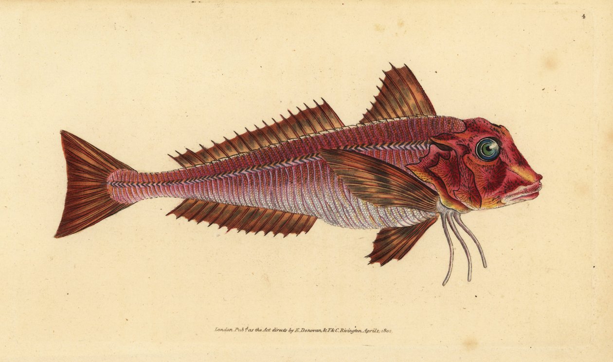 Gurnard pasmowy, Trigloporus lastoviza (Trigla lineata). Ręcznie barwiony miedzioryt narysowany i rytowany przez Edwarda Donovana z jego Natural History of British Fishes, Donovan and F.C. i J. Rivington, Londyn autorstwa Edward Donovan