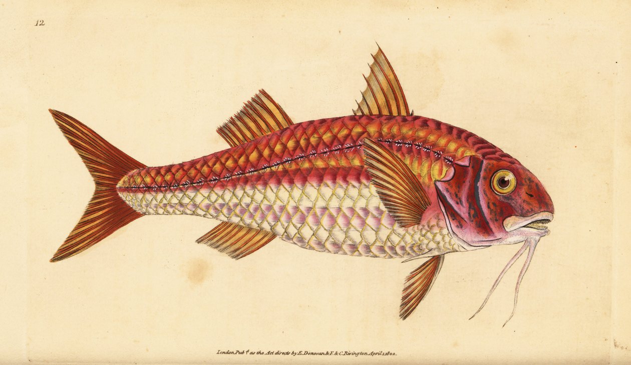 Pasiasty barwena, Mullus surmuletus. Ręcznie barwiony miedzioryt narysowany i rytowany przez Edwarda Donovana z jego Natural History of British Fishes, Donovan and F.C. i J. Rivington, Londyn autorstwa Edward Donovan