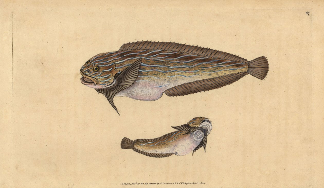 Ślimak morski pasiasty, Liparis liparis liparis (Lumpsucker pospolity, Cyclopterus liparis). Ręcznie barwiony miedzioryt narysowany i rytowany przez Edwarda Donovana z jego Natural History of British Fishes, Donovan and F.C. i J. Rivington, Londyn autorstwa Edward Donovan