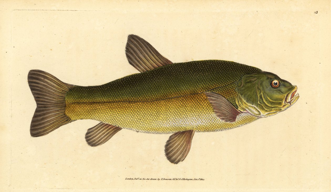 Lin, Tinca tinca (Cyprinus tinca). Ręcznie barwiony miedzioryt narysowany i rytowany przez Edwarda Donovana z jego Natural History of British Fishes, Donovan and F.C. i J. Rivington, Londyn autorstwa Edward Donovan