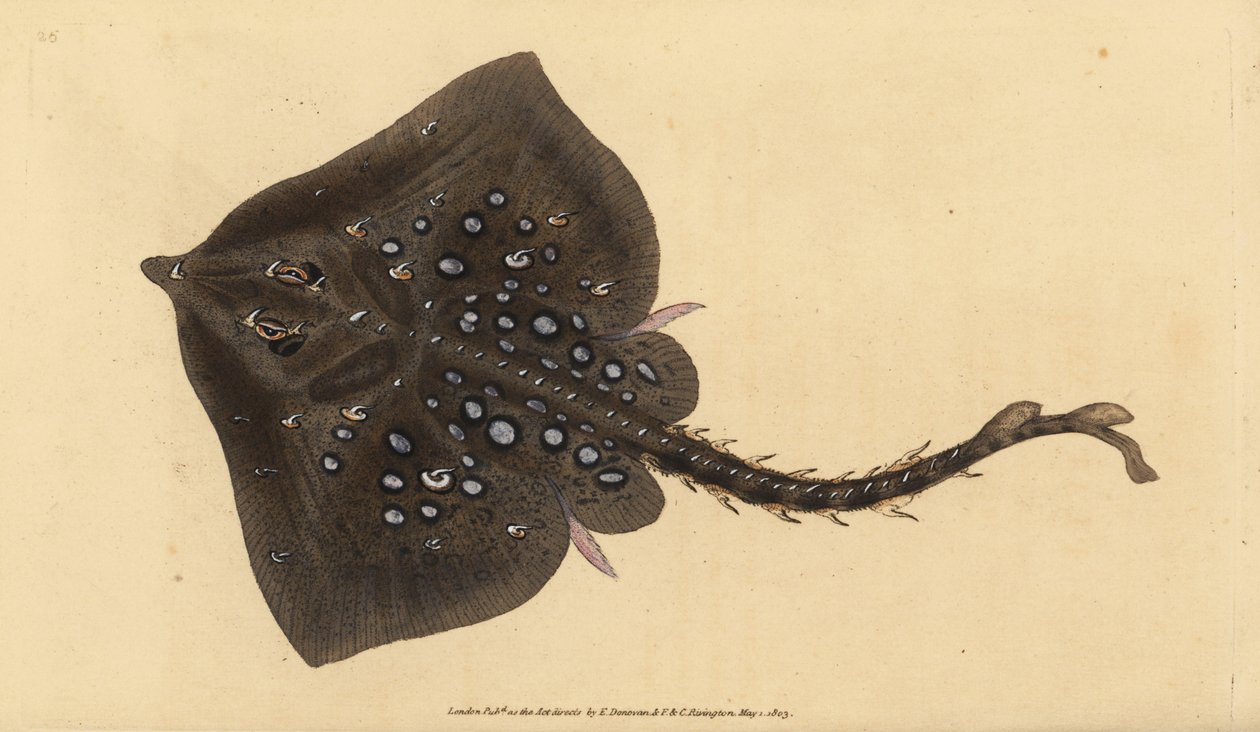 Łyżwa Thornback, Raja clavata. Prawie zagrożony. Ręcznie barwiony miedzioryt narysowany i rytowany przez Edwarda Donovana z jego Natural History of British Fishes, Donovan and F.C. i J. Rivington, Londyn autorstwa Edward Donovan