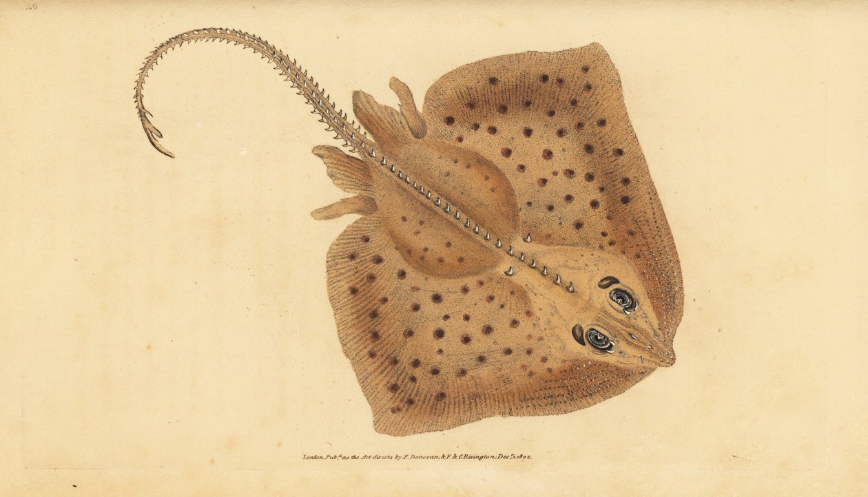Ryjówka ciernista, Raja clavata. Blisko zagrożenia. Raja rubus, raszpla zwyczajna. Ręcznie kolorowany miedzioryt narysowany i wygrawerowany przez Edwarda Donovana z jego Natural History of British Fishes, Donovan and F.C. and J. Rivington, London. autorstwa Edward Donovan