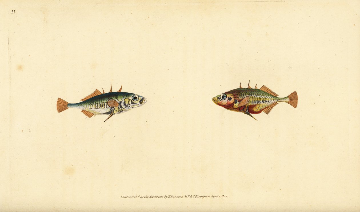 Ciernik trójkolcowy, Gasterosteus aculeatus. Ręcznie barwiony miedzioryt narysowany i rytowany przez Edwarda Donovana z jego Natural History of British Fishes, Donovan and F.C. i J. Rivington, Londyn autorstwa Edward Donovan