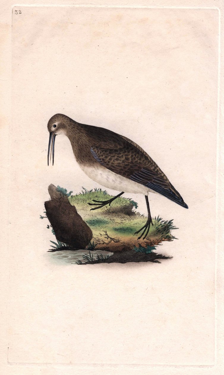 Mały dziób. Calidris minutilla (Tringa cinclus). Miedzioryt autorstwa Edwarda Donovana (1768-1837), opublikowany w Natural History of British Birds, Londyn autorstwa Edward Donovan