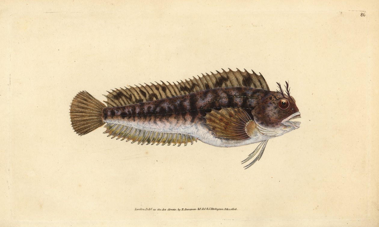 Tompot blenny, Parablennius gattorugine (Gattorugine, Blennius gattorugine). Ręcznie barwiony miedzioryt narysowany i rytowany przez Edwarda Donovana z jego Natural History of British Fishes, Donovan and F.C. i J. Rivington, Londyn autorstwa Edward Donovan