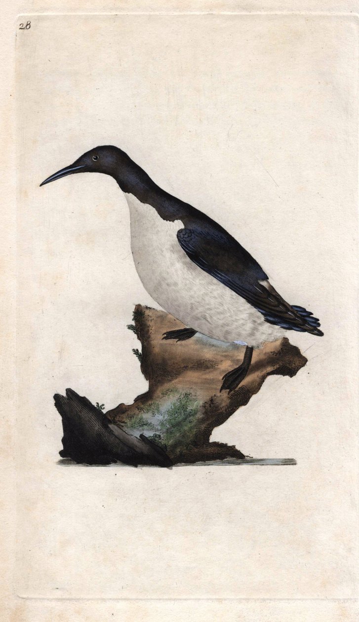 Murrelet Troila. Uria aalge (troja Colymbus). Miedzioryt autorstwa Edwarda Donovana (1768-1837), opublikowany w Natural History of British Birds, Londyn autorstwa Edward Donovan