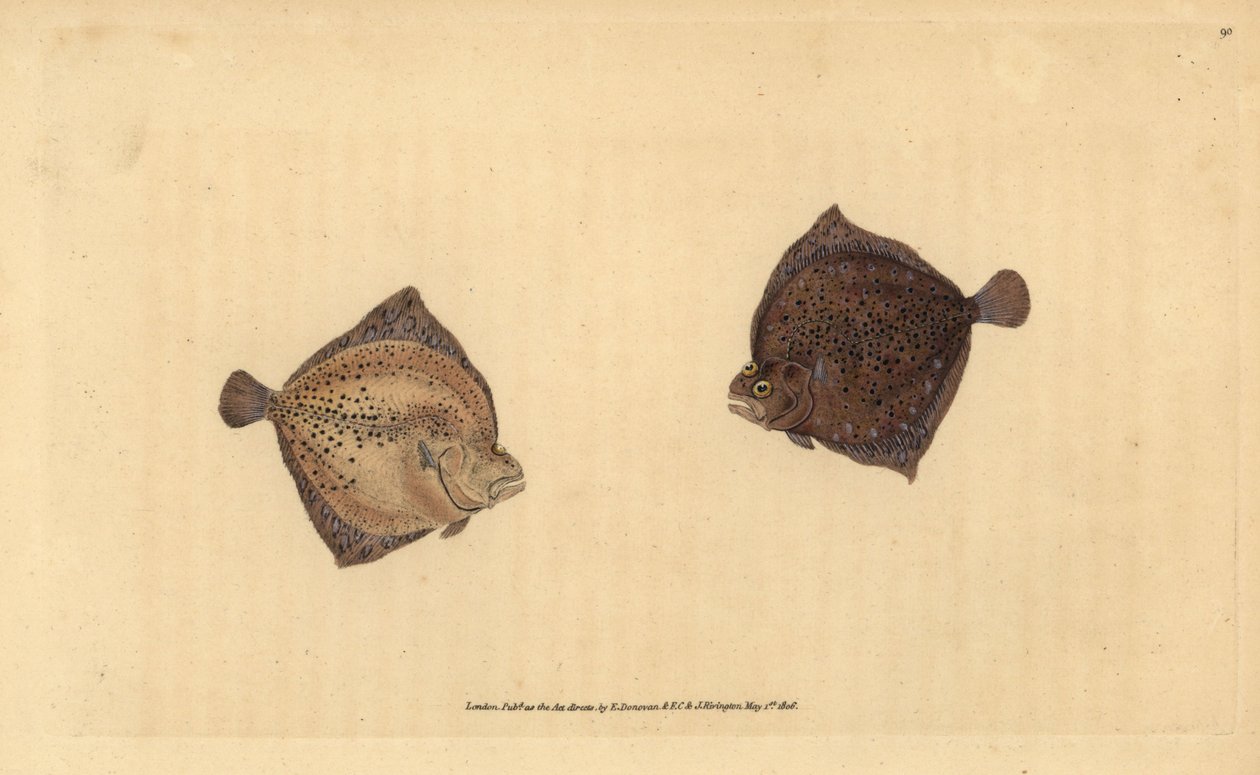 Turbot, Scophthalmus maximus (stornia cyklop, cyklop Pleuronectes). Ręcznie barwiony miedzioryt narysowany i rytowany przez Edwarda Donovana z jego Natural History of British Fishes, Donovan and F.C. i J. Rivington, Londyn autorstwa Edward Donovan