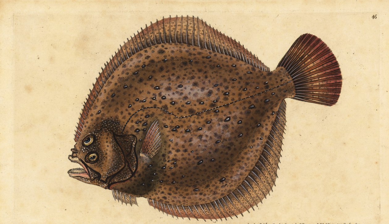 Turbot, Scophthalmus maximus (Pleuronectes maximus). Ręcznie barwiony miedzioryt narysowany i rytowany przez Edwarda Donovana z jego Natural History of British Fishes, Donovan and F.C. i J. Rivington, Londyn autorstwa Edward Donovan