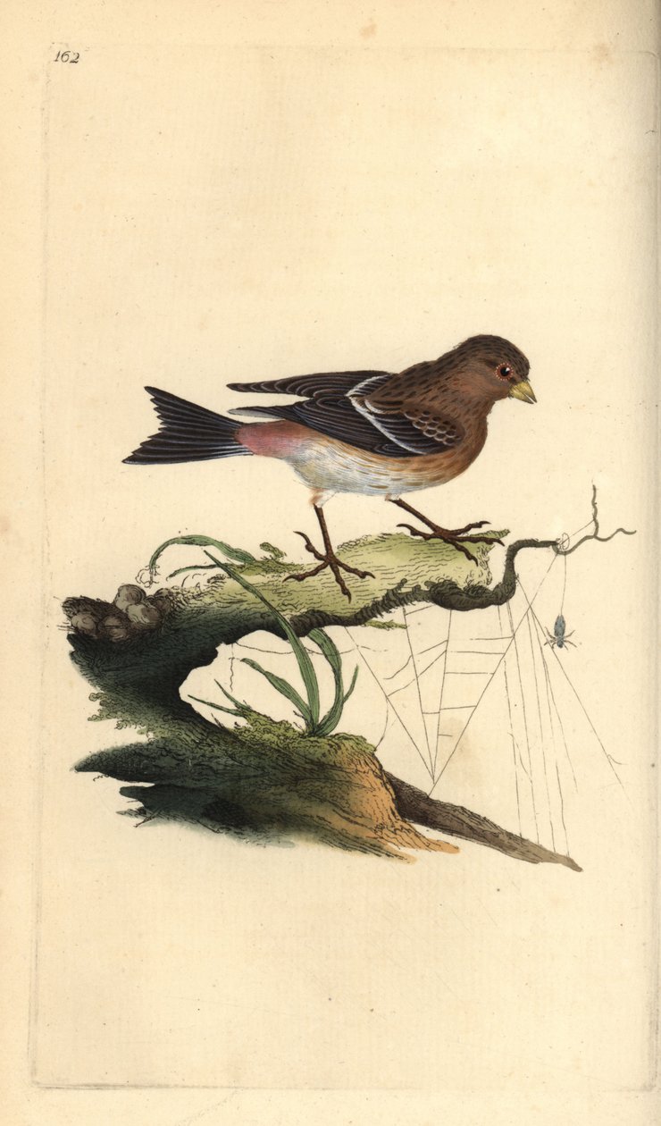 Twite, Carduelis flavirostris. Ręcznie kolorowany miedzioryt rysowany i grawerowany przez Edwarda Donovana z jego własnej „Historii naturalnej ptaków brytyjskich”, Londyn autorstwa Edward Donovan