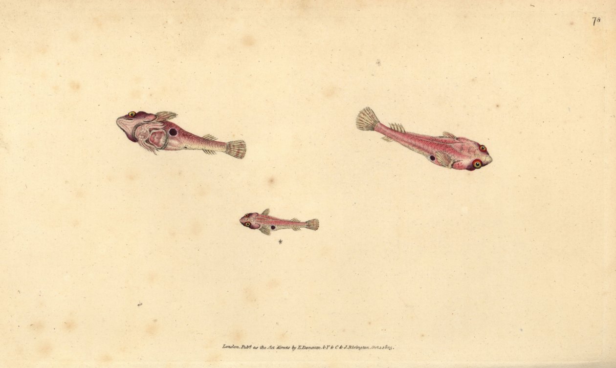 Dwóch plamistych papug, Diplecogaster bimaculata bimaculata (Bimaculated przyssawka, Cyclopterus bimaculatus). Ręcznie barwiony miedzioryt narysowany i rytowany przez Edwarda Donovana z jego Natural History of British Fishes, Donovan and F.C. i J. Rivingto autorstwa Edward Donovan