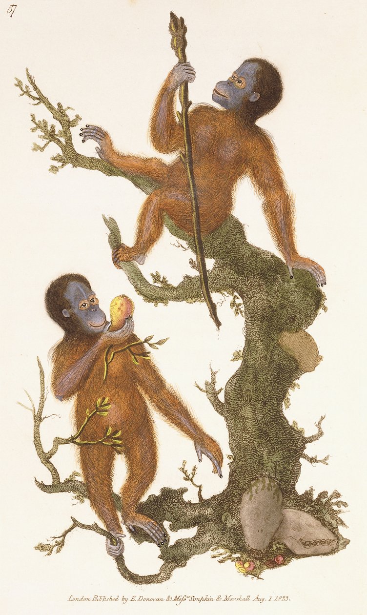 Dwa naczelne na drzewie, 1823 autorstwa Edward Donovan