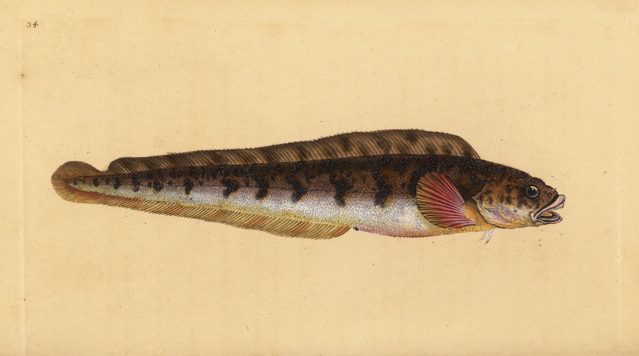 Żyworodny węgorz, Zoarces viviparus (Viviparus blenny, Blennius viviparus). Ręcznie barwiony miedzioryt narysowany i rytowany przez Edwarda Donovana z jego Natural History of British Fishes, Donovan and F.C. i J. Rivington, Londyn autorstwa Edward Donovan
