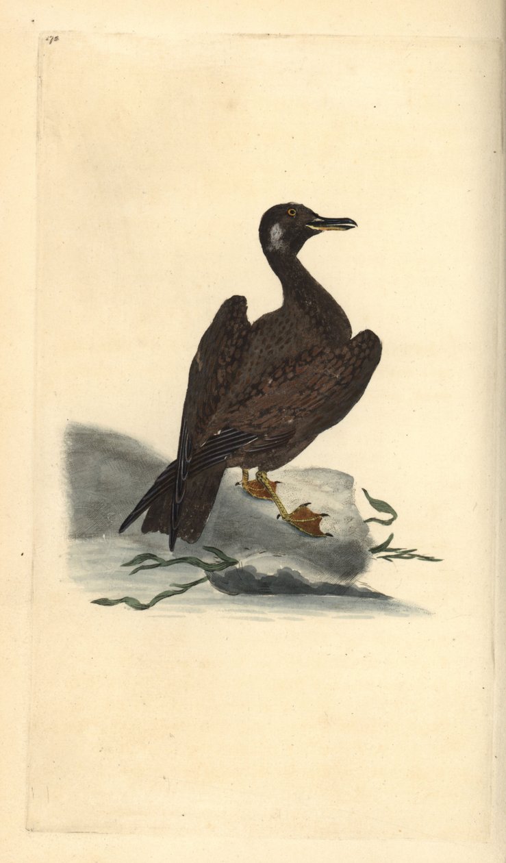 Mewa Wagel, młody z mewy żółtogrzbietej, Larus marinus. Ręcznie barwiony miedzioryt rysowany i grawerowany przez Edwarda Donovana z jego własnej „Historii naturalnej ptaków brytyjskich”, Londyn autorstwa Edward Donovan