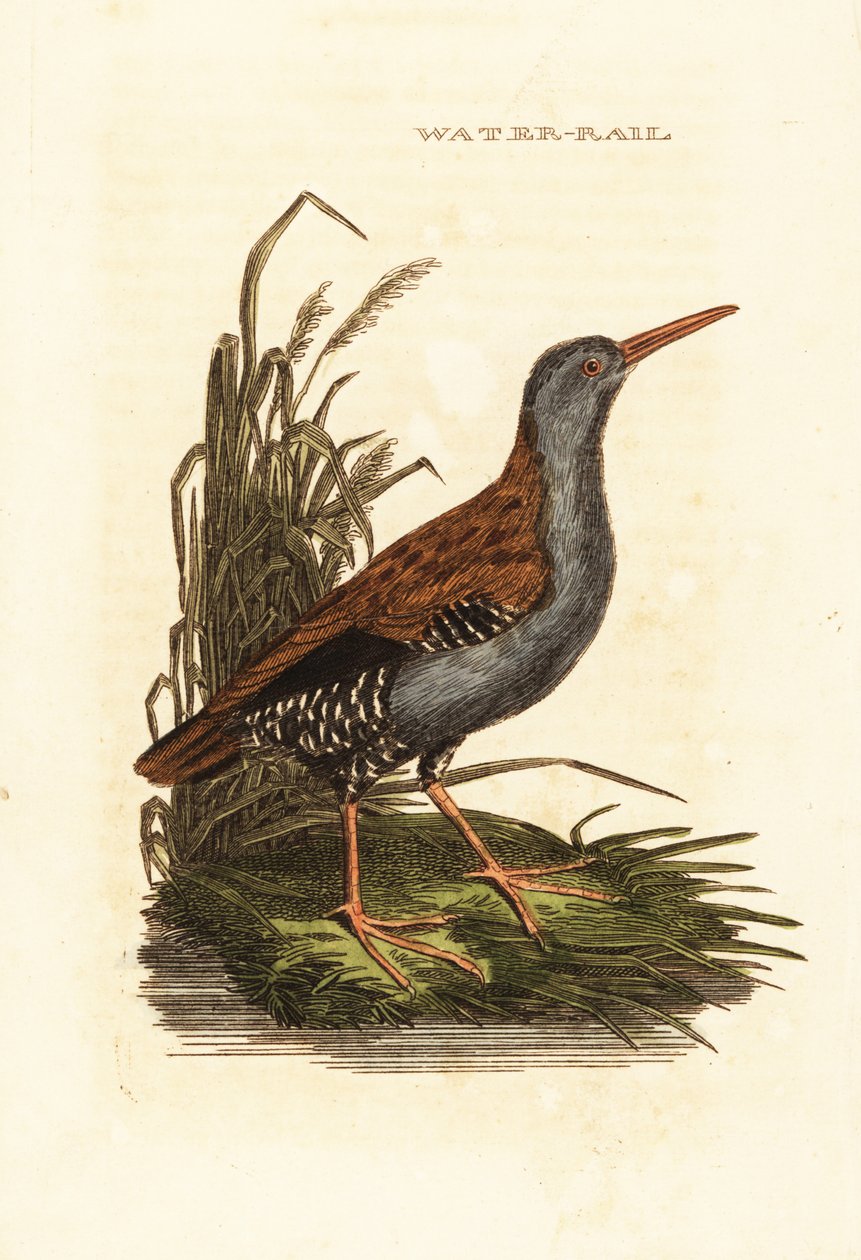 Szyna wodna, Rallus aquaticus autorstwa Edward Donovan