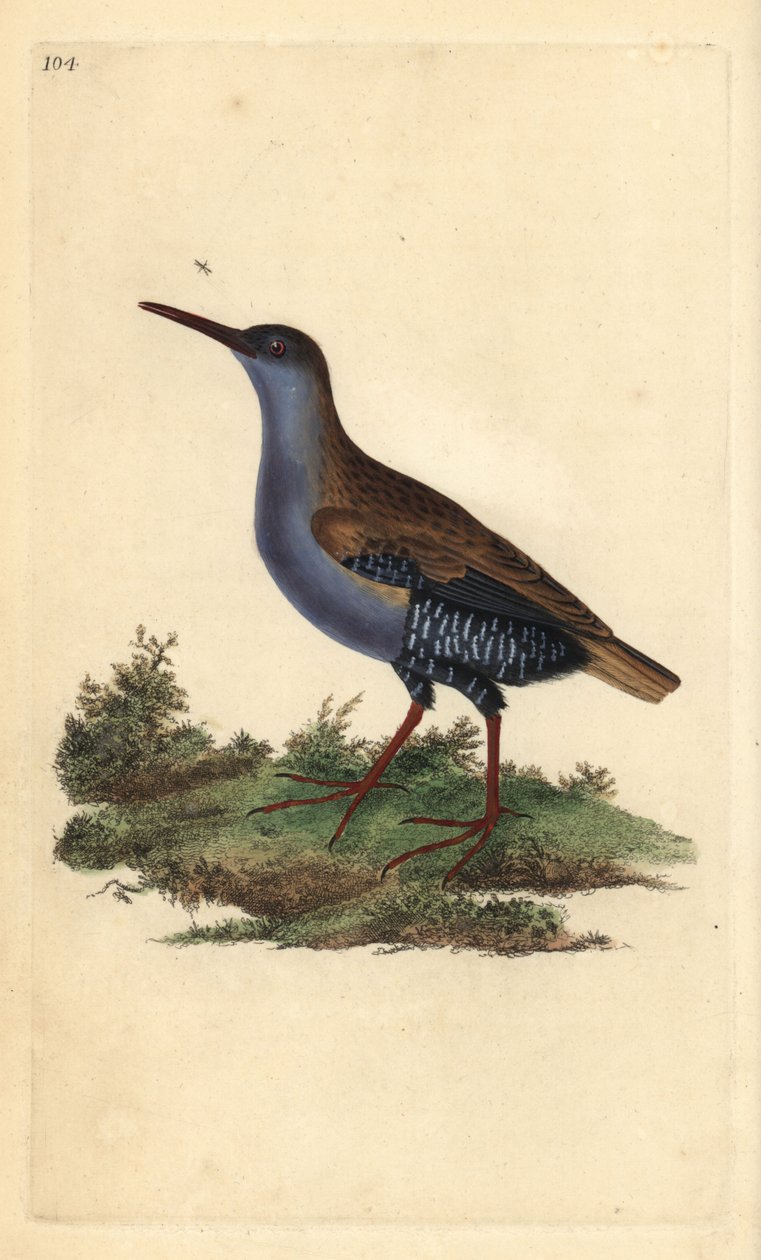 Szyna wodna, Rallus aquaticus. Ręcznie barwiony miedzioryt rysowany i grawerowany przez Edwarda Donovana z jego własnej „Historii naturalnej ptaków brytyjskich”, Londyn autorstwa Edward Donovan