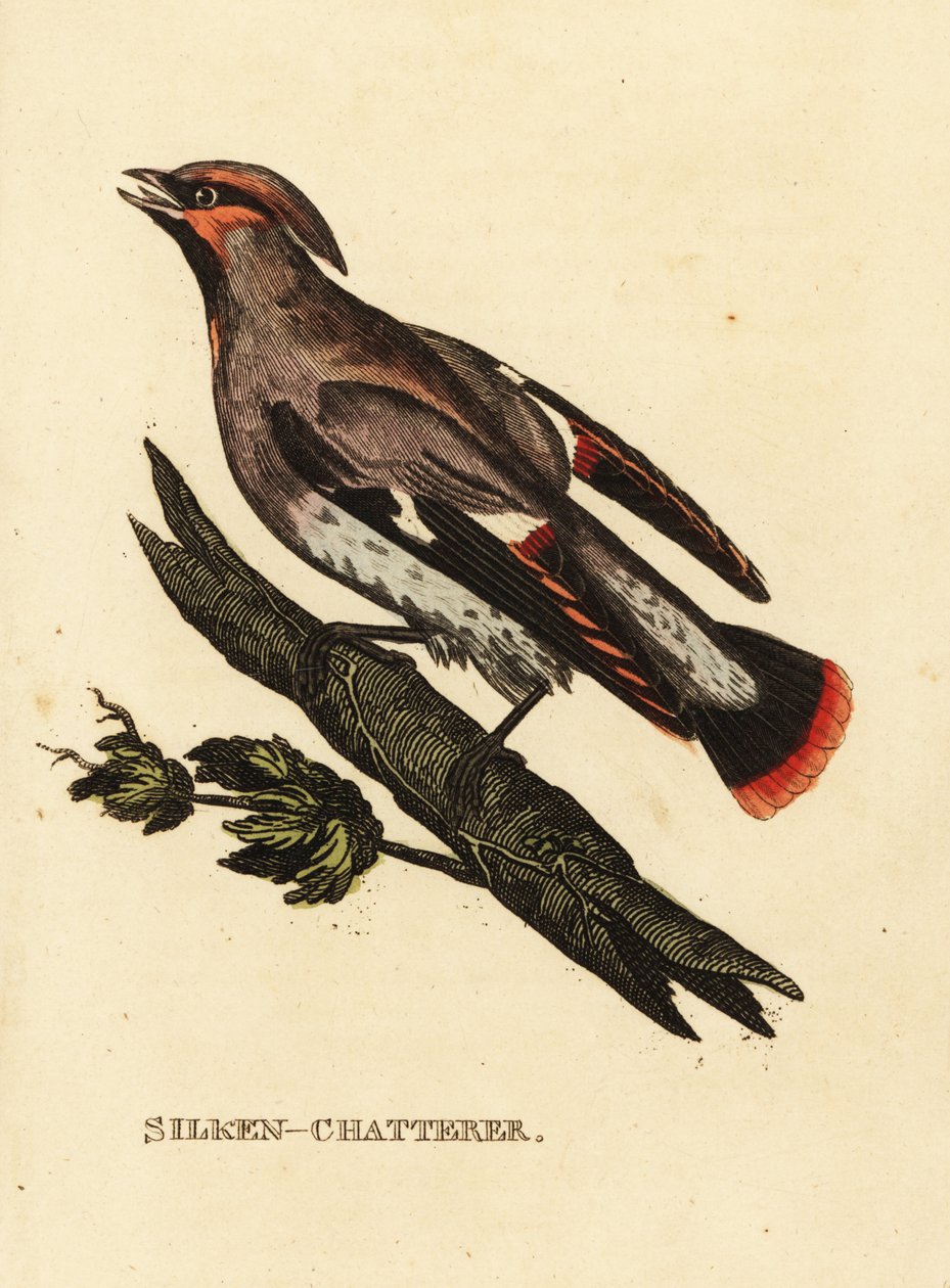 Woskowa paplanina lub jemiołuszka czeska, Bombycilla garrulus autorstwa Edward Donovan