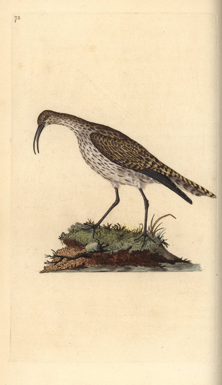 Whimbrel, Numenius phaeopus. Ręcznie barwiony miedzioryt rysowany i grawerowany przez Edwarda Donovana z jego własnej „Historii naturalnej ptaków brytyjskich”, Londyn autorstwa Edward Donovan