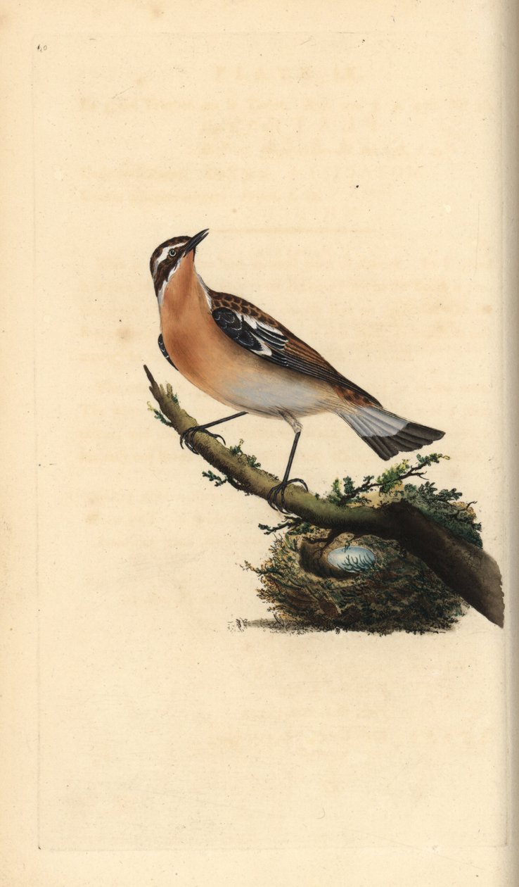 Pokląskwa Saxicola rubetra. Ręcznie kolorowany miedzioryt rysowany i grawerowany przez Edwarda Donovana z jego własnej „Historii naturalnej ptaków brytyjskich”, Londyn autorstwa Edward Donovan