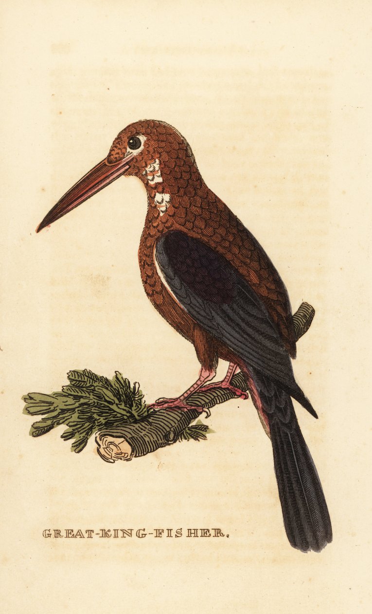 Zimorodek białogardły , Halcyon smyrnensis autorstwa Edward Donovan