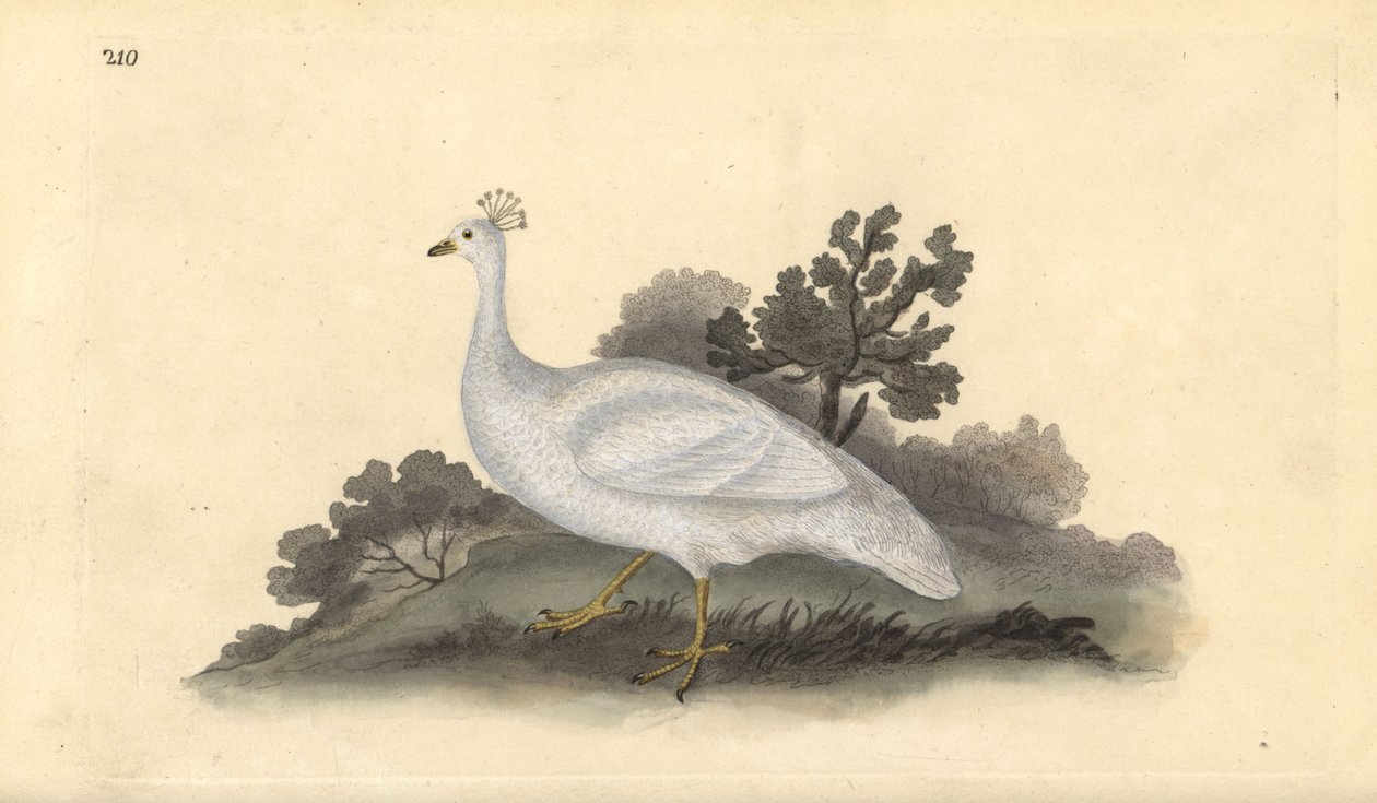 Groch białoczuby (samica), Pavo cristatus. Ręcznie kolorowany miedzioryt rysowany i grawerowany przez Edwarda Donovana z jego własnej „Historii naturalnej ptaków brytyjskich”, Londyn autorstwa Edward Donovan