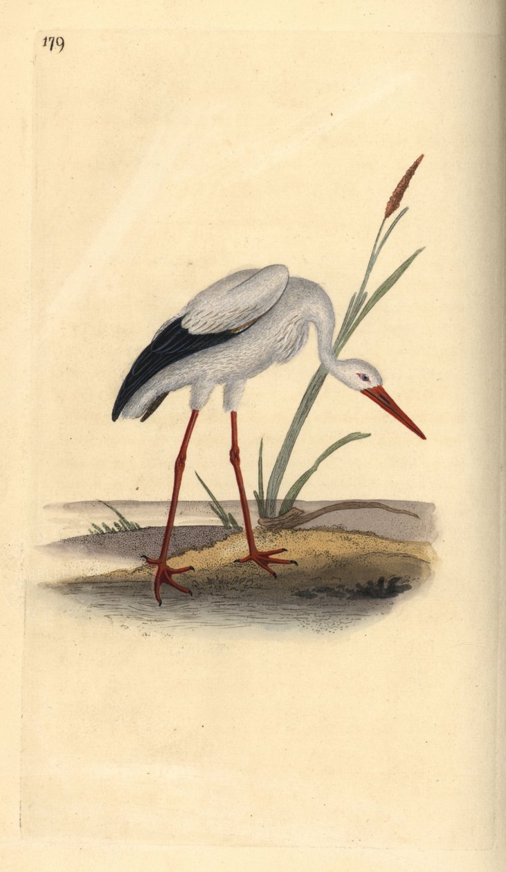 Bocian biały, Ciconia ciconia. Ręcznie kolorowany miedzioryt rysowany i grawerowany przez Edwarda Donovana z jego własnej „Historii naturalnej ptaków brytyjskich”, Londyn autorstwa Edward Donovan