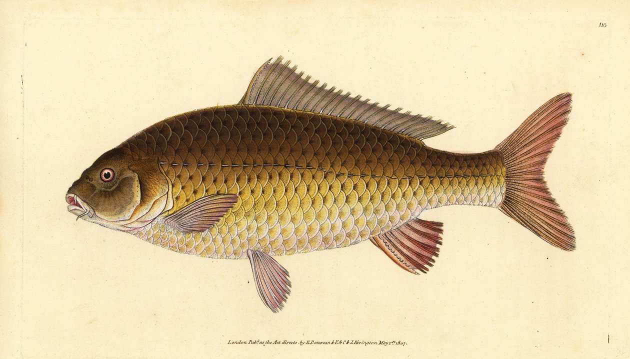 Dziki karp pospolity, Cyprinus carpio. Wrażliwy. Ręcznie barwiony miedzioryt narysowany i rytowany przez Edwarda Donovana z jego Natural History of British Fishes, Donovan and F.C. i J. Rivington, Londyn autorstwa Edward Donovan