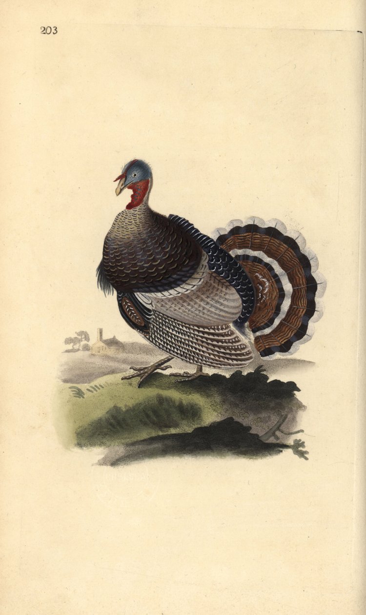 Dziki indyk, Meleagris gallopavo. Ręcznie kolorowany miedzioryt rysowany i grawerowany przez Edwarda Donovana z jego własnej „Historii naturalnej ptaków brytyjskich”, Londyn autorstwa Edward Donovan