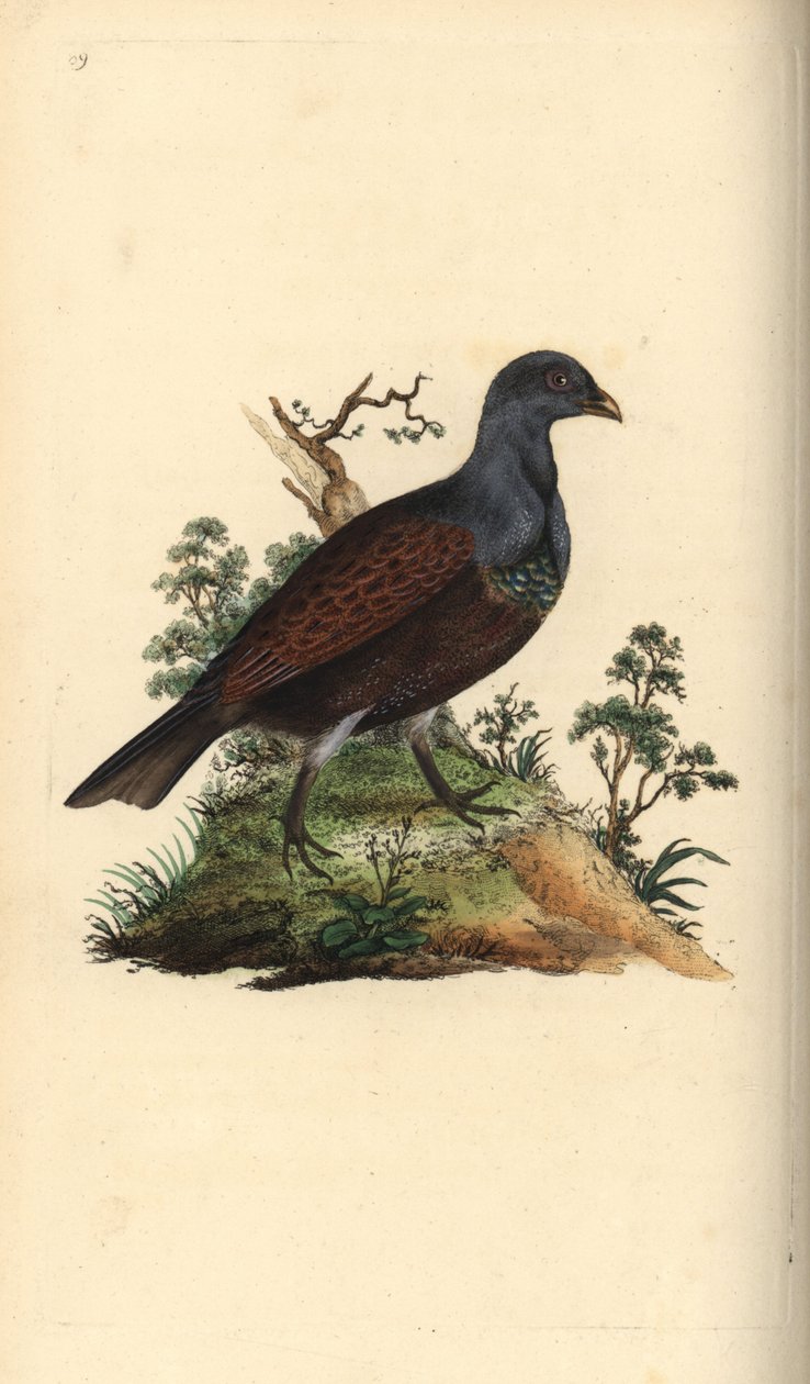 Cietrzew, Tetrao urogallus. Ręcznie barwiony miedzioryt rysowany i grawerowany przez Edwarda Donovana z jego własnej „Historii naturalnej ptaków brytyjskich”, Londyn autorstwa Edward Donovan