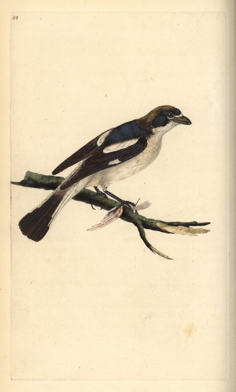 Woodchat dzierzba, senator Lanius. Ręcznie kolorowany miedzioryt rysowany i grawerowany przez Edwarda Donovana z jego własnej „Historii naturalnej ptaków brytyjskich”, Londyn autorstwa Edward Donovan