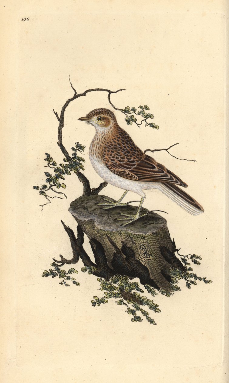 Woodlark, arborea Lullula. Ręcznie kolorowany miedzioryt rysowany i grawerowany przez Edwarda Donovana z jego własnej „Historii naturalnej ptaków brytyjskich”, Londyn autorstwa Edward Donovan