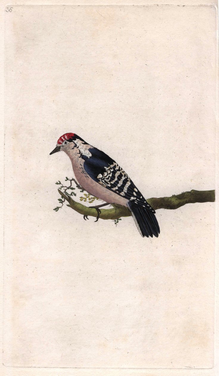 Dzięcioł. Dendrocopos minor (Picus minor). Miedzioryt autorstwa Edwarda Donovana (1768-1837), opublikowany w Natural History of British Birds, Londyn autorstwa Edward Donovan