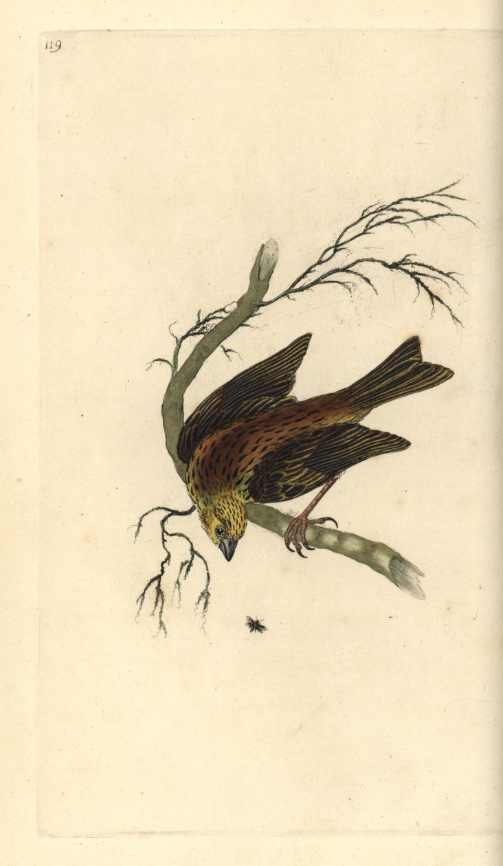 Yellowhammer, Emberiza citrinella. Ręcznie kolorowany miedzioryt rysowany i grawerowany przez Edwarda Donovana z jego własnej „Historii naturalnej ptaków brytyjskich”, Londyn autorstwa Edward Donovan