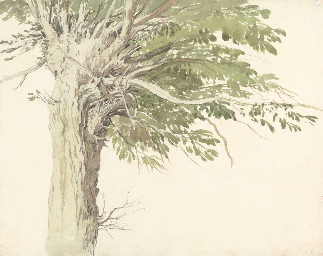 Studium ogładzonego drzewa - wierzby autorstwa Edward Duncan