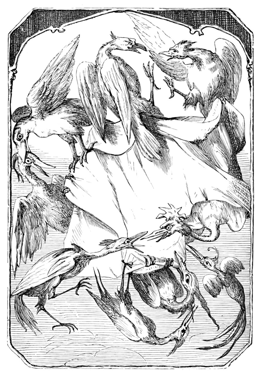 Kapusta Osiołkowa, 1901 autorstwa Edward Henry Wehnert