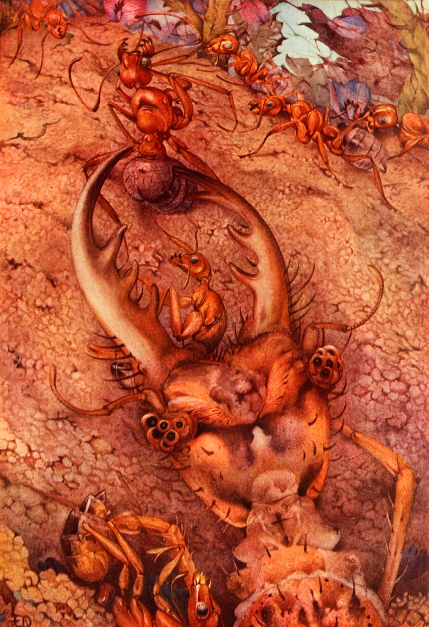 Lew Mrówka, 1914. USUŃ - autor prawa autorskiego autorstwa Edward Julius Detmold