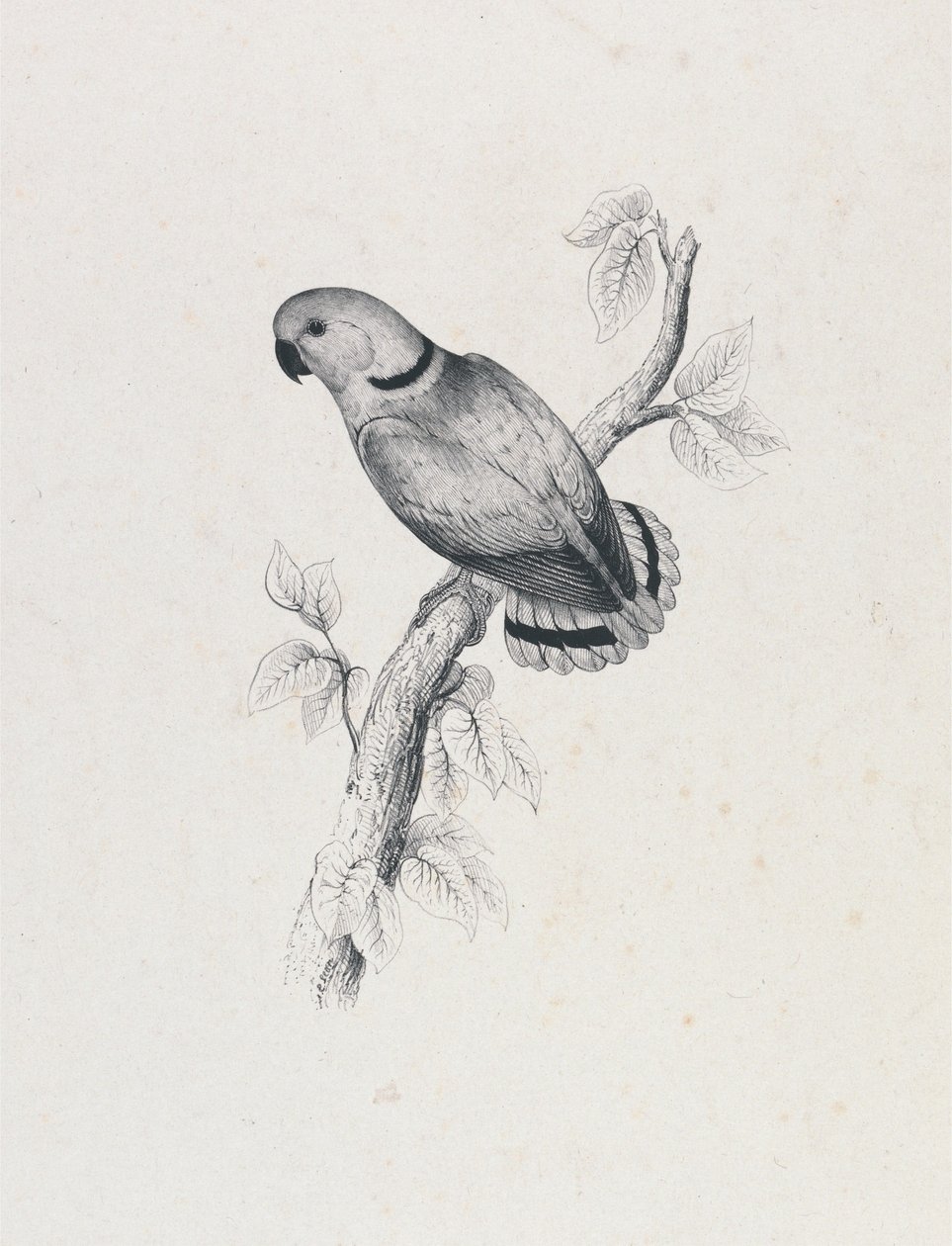 (Papuga Swinderna) (ilustracja 42) autorstwa Edward Lear