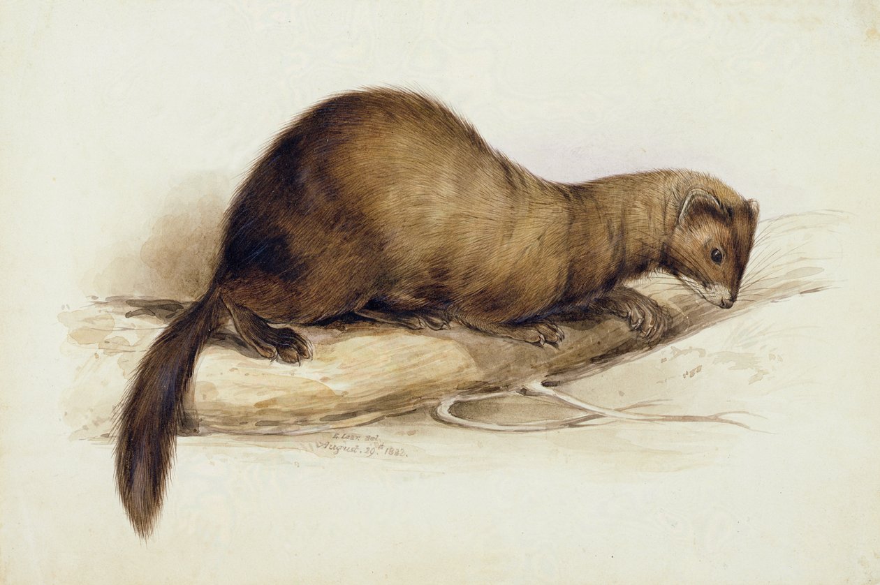 Łasica autorstwa Edward Lear