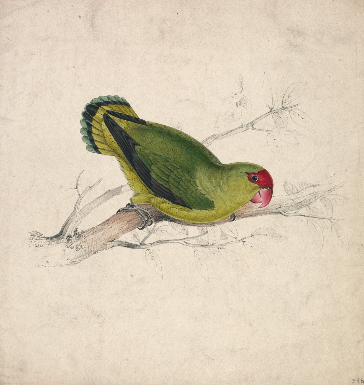 Papuga abisyńska (ilustracja 39) autorstwa Edward Lear