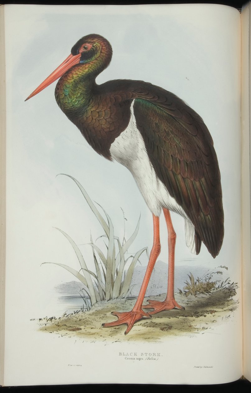 Bocian czarny, z „Ptaków Europy” Johna Gould autorstwa Edward Lear