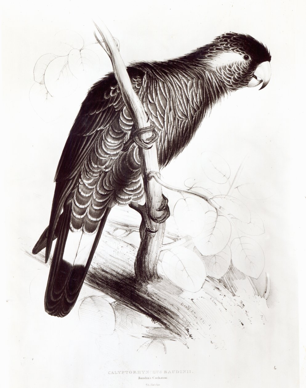 Calyptorhynchus Baudinii, czyli Kakadu Baudina, 1832 (lito) (bw zdjęcie) autorstwa Edward Lear