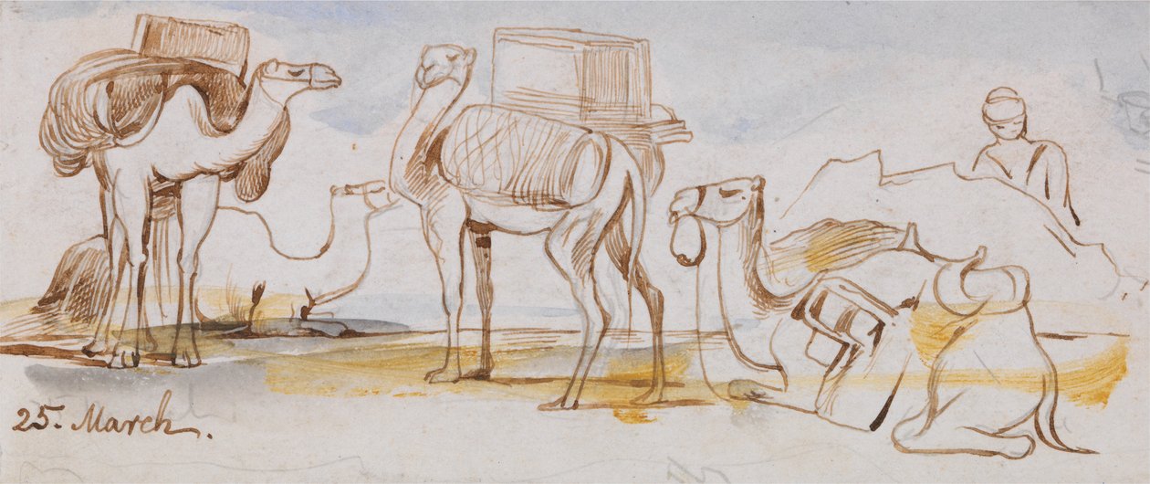 Wielbłądy autorstwa Edward Lear