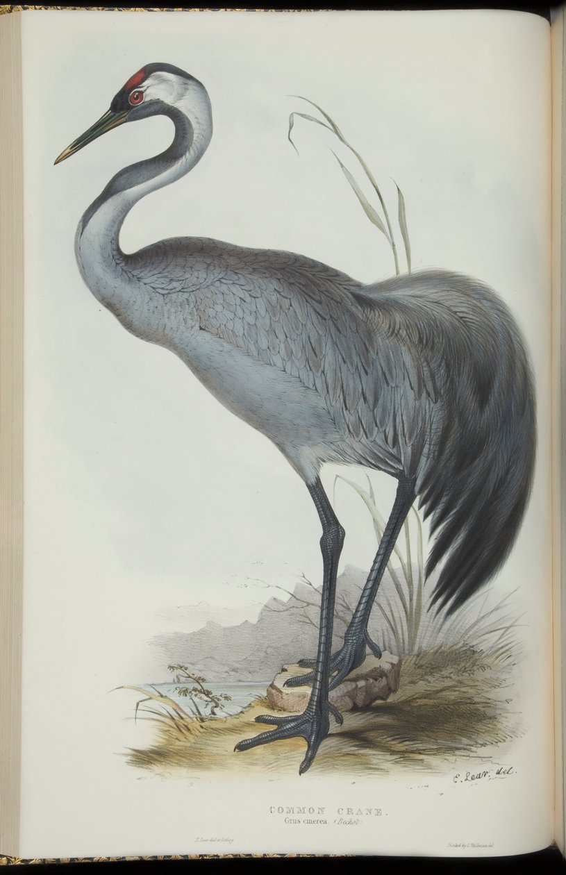 Żuraw zwyczajny, z „Ptaki Europy” Johna Gould autorstwa Edward Lear