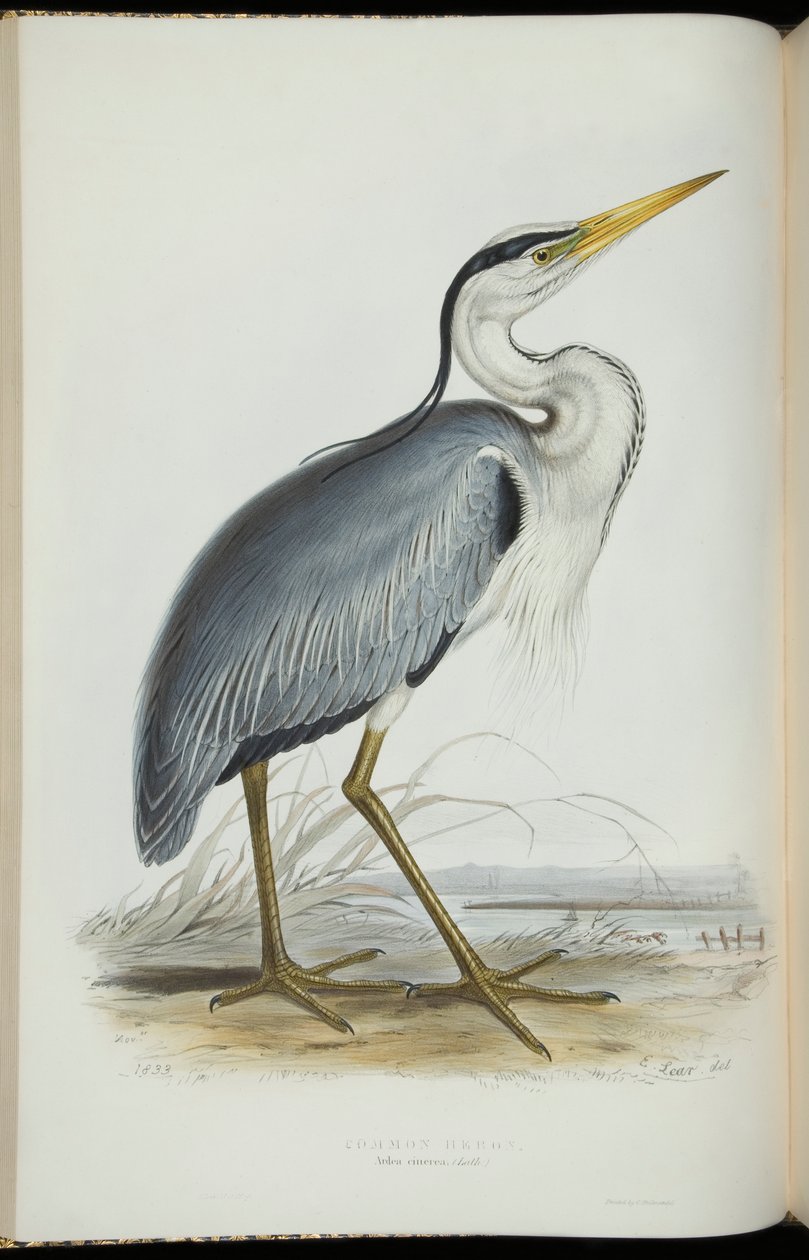 Czapla zwyczajna, z „Ptaki Europy” Johna Gould autorstwa Edward Lear
