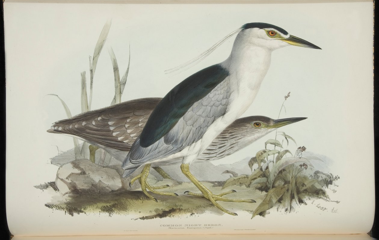 Ślepowron, z „Ptaków Europy” Johna Gould autorstwa Edward Lear