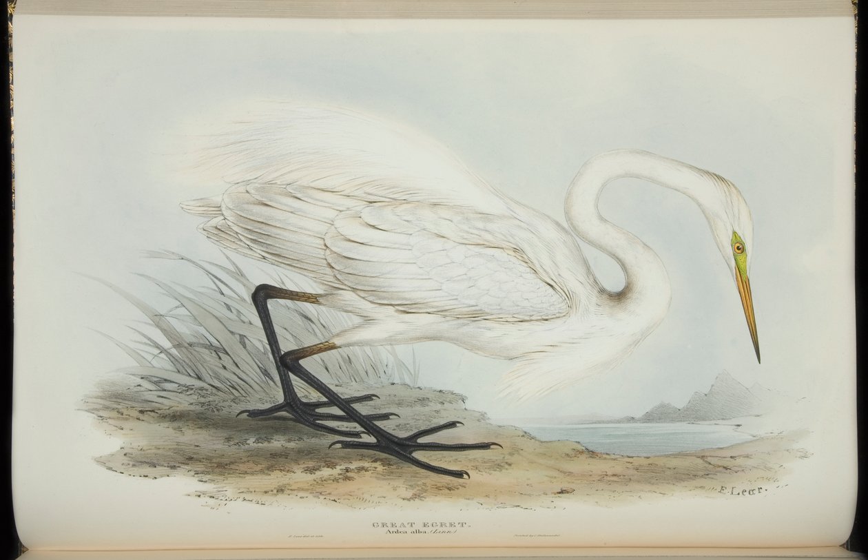 Czapla biała, z „Ptaków Europy” Johna Gould autorstwa Edward Lear