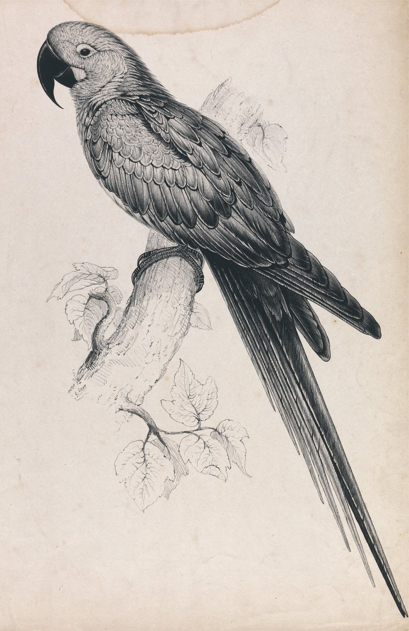 Ara hiacyntowa (ilustracja 9) autorstwa Edward Lear